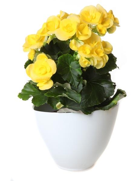 Ruusubegonia